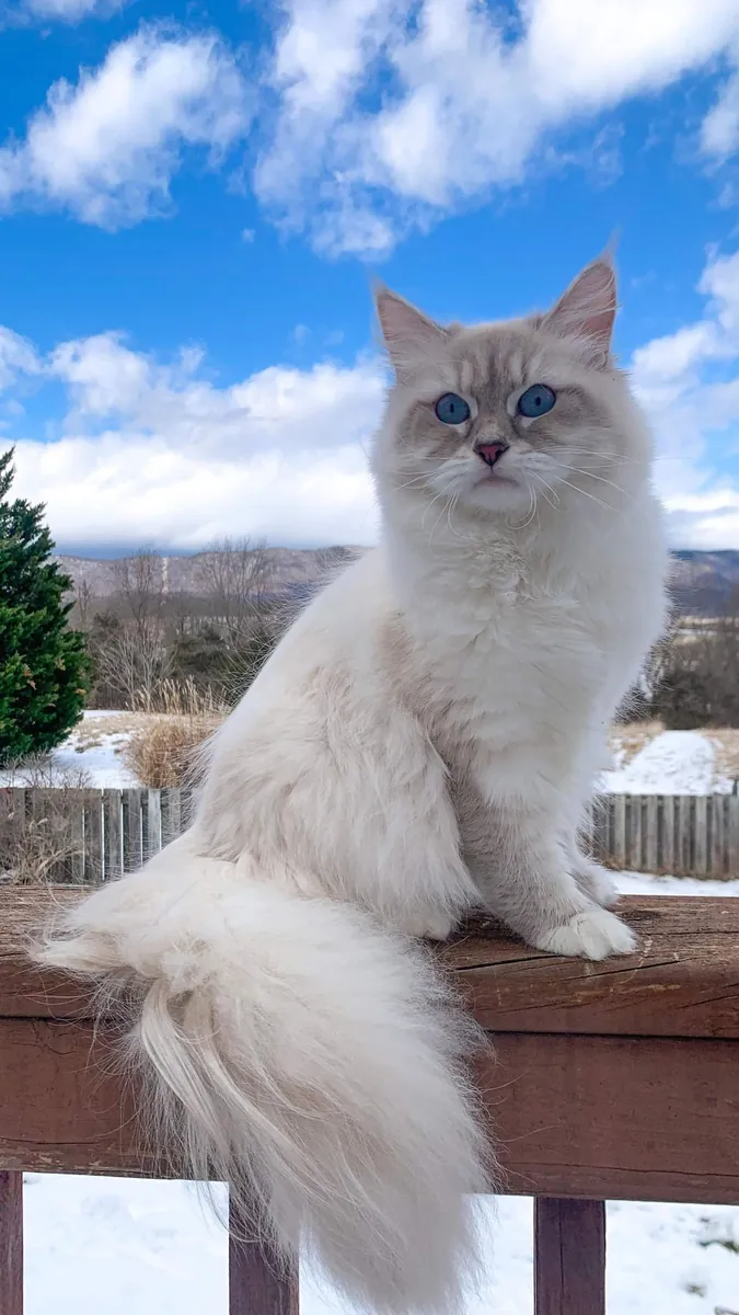 Сибирская кошка на продажу | Спокойная, домашняя | Настоящий член семьи