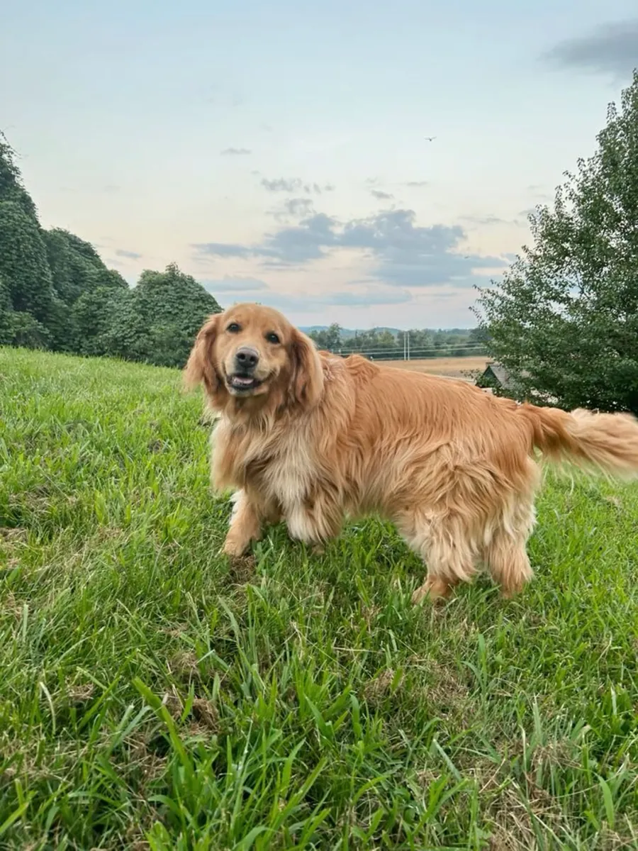 Golden Retriever Looking for a New Home | Free | Very Kind Dog