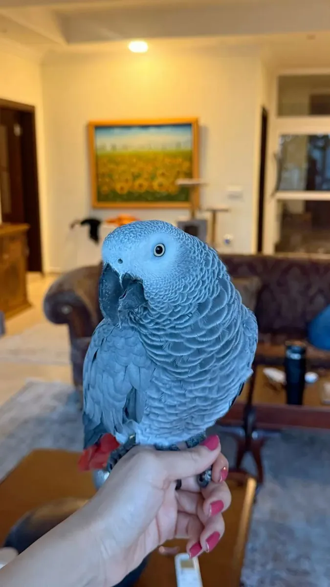 Lost African Grey Parrot | Responds to Name | Help Needed
