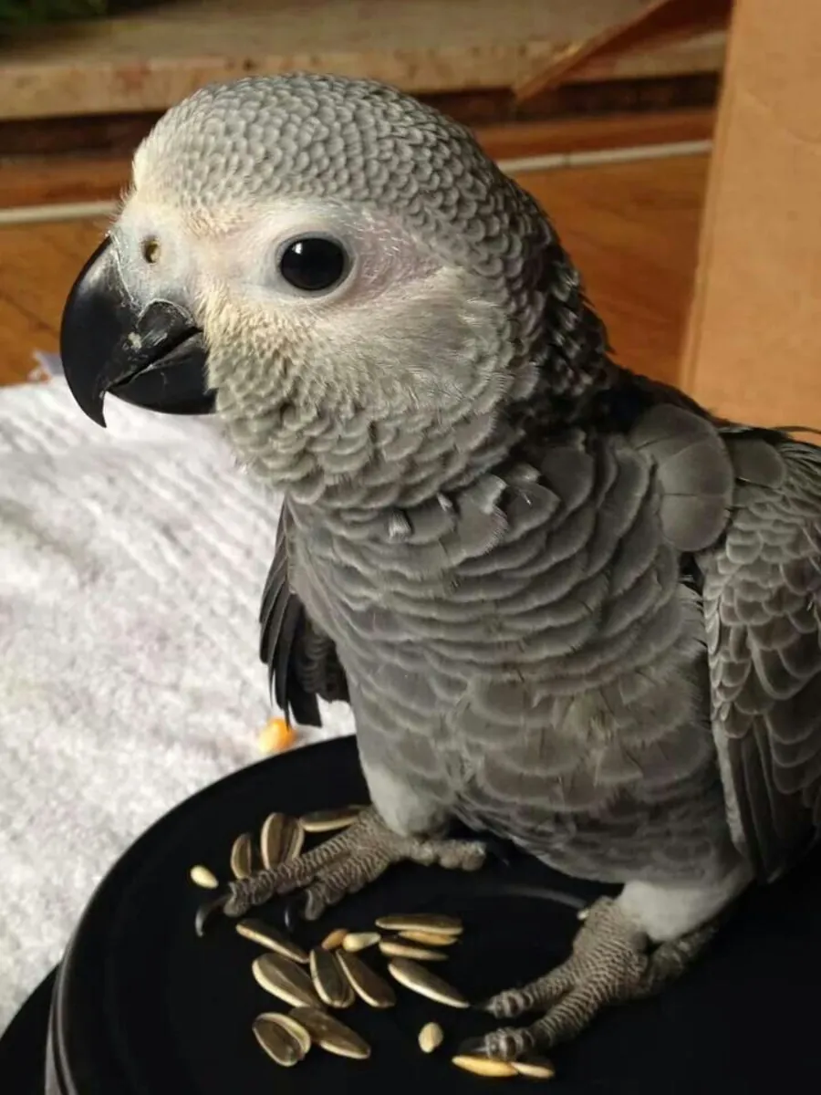 Lost African Grey Parrot | Responds to Name | Help Needed