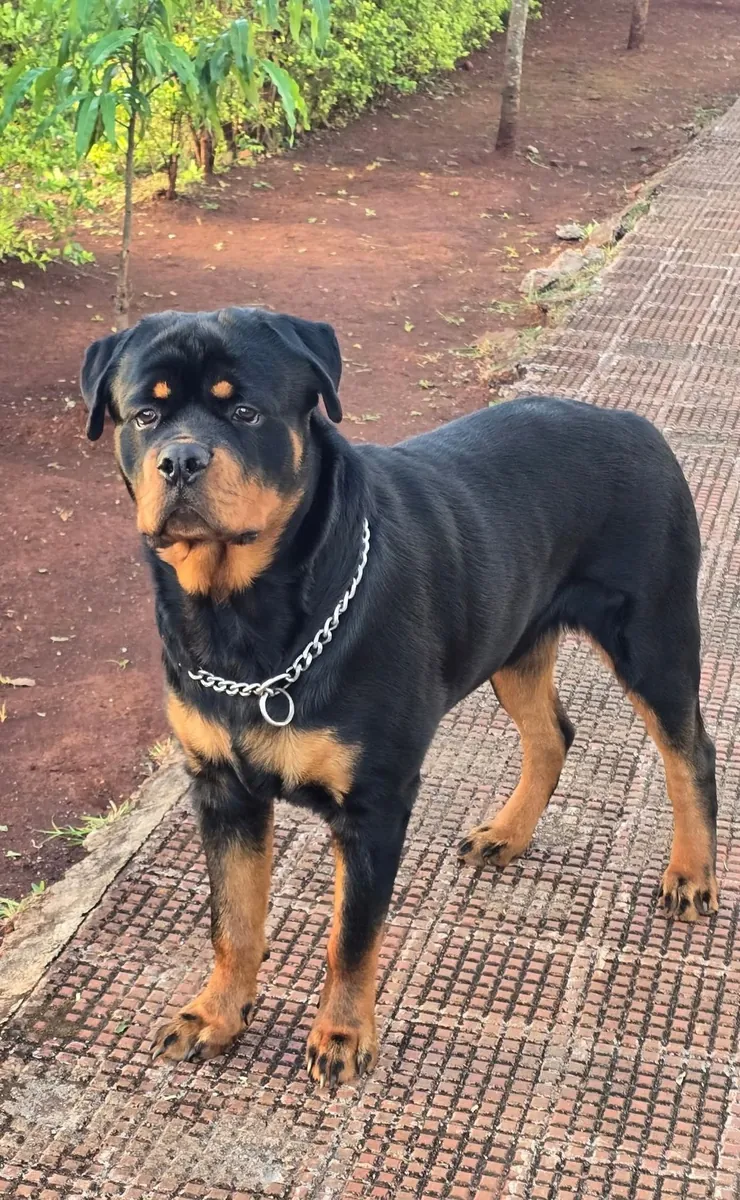 Ротвейлер для вязки | Уравновешенный, крепкий | Ответственный подход