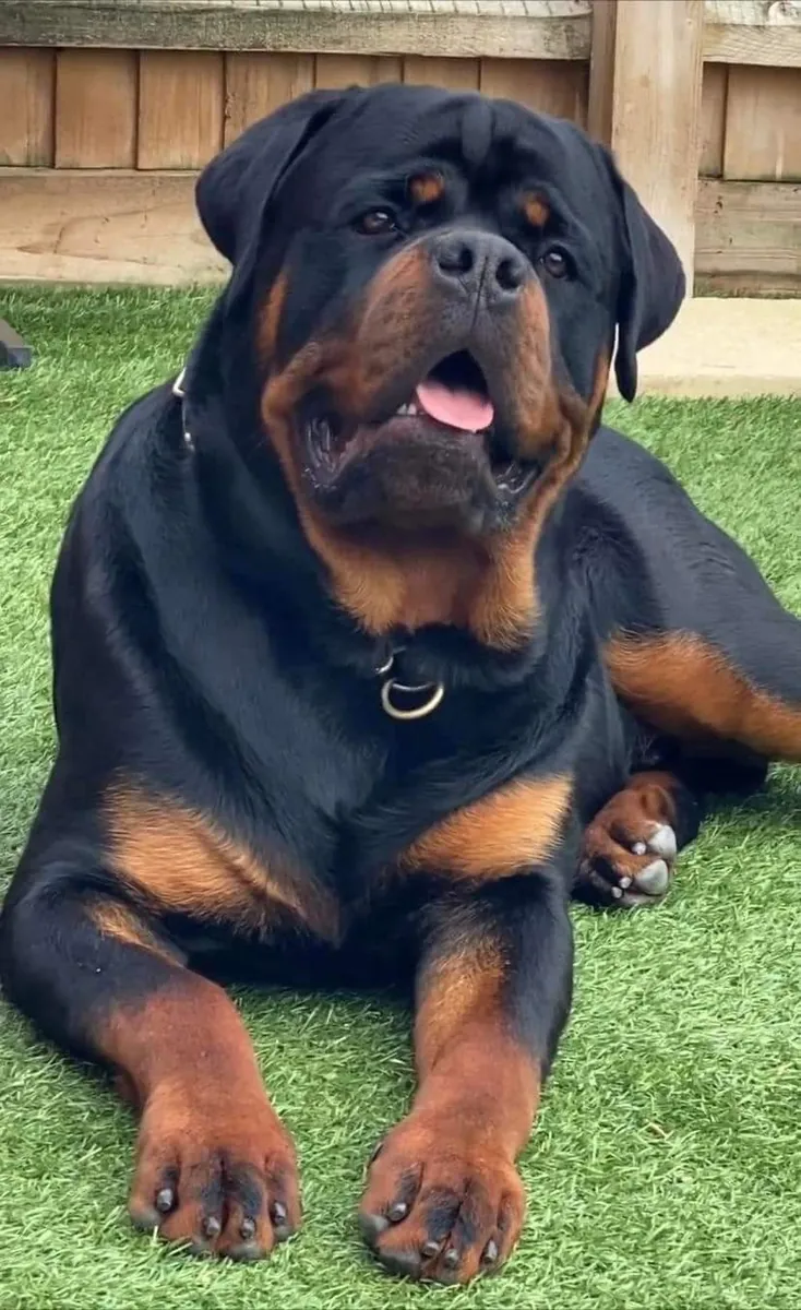 Ротвейлер для вязки | Уравновешенный, крепкий | Ответственный подход