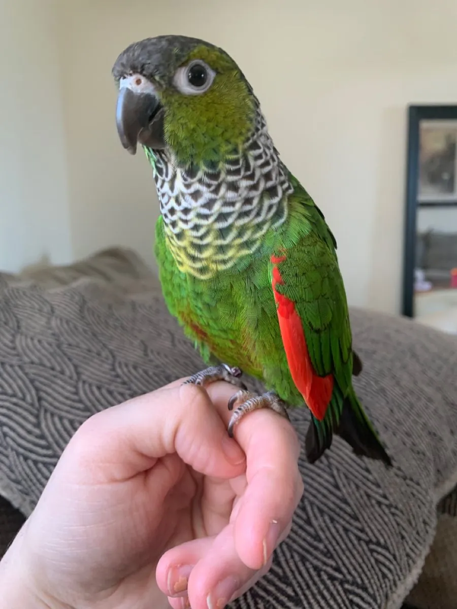 Green-cheeked Conure for sale | Tame, active | Apartment friendly