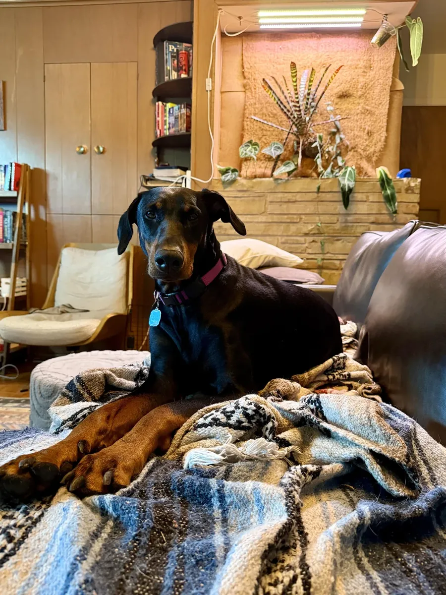 Doberman fidèle cherche une famille expérimentée