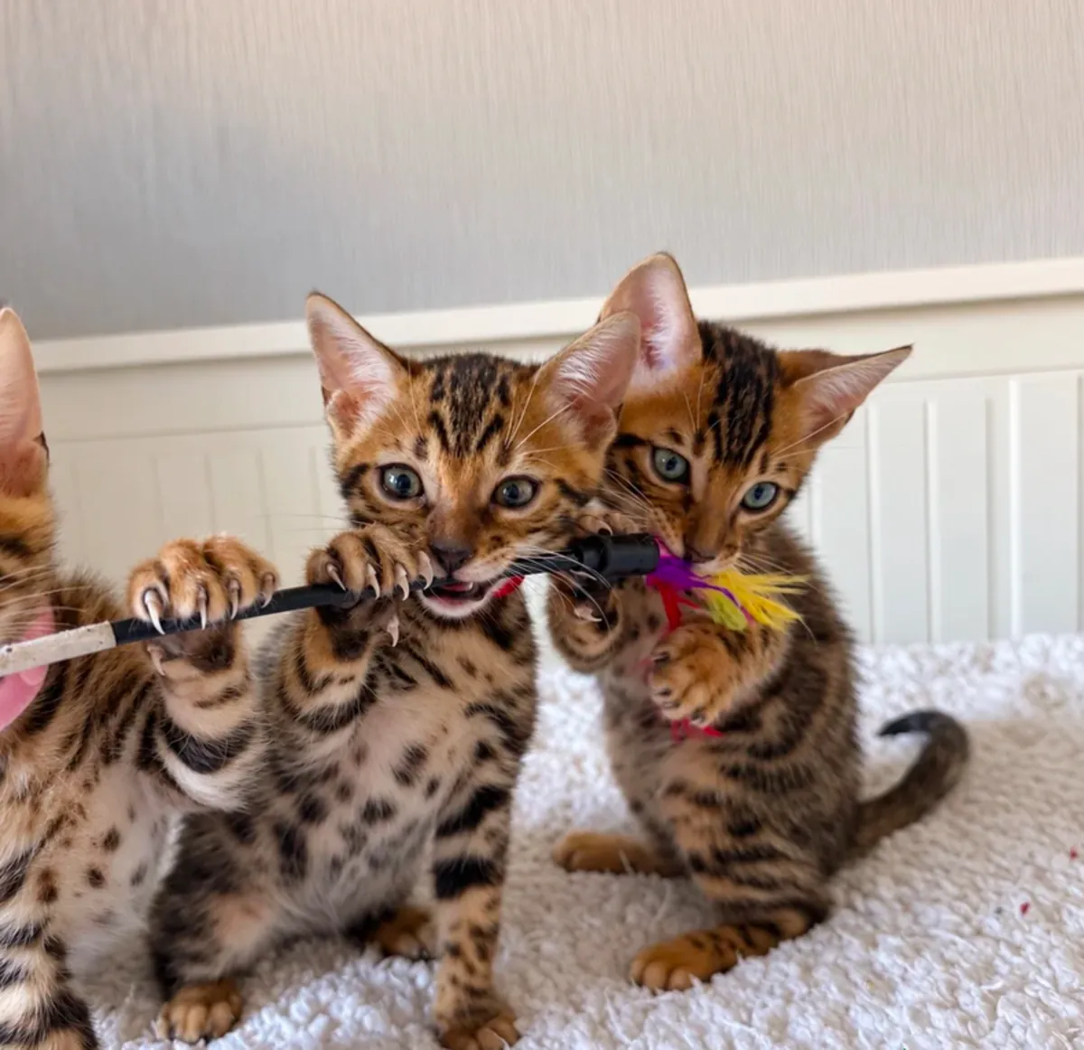 Bengal Kedi Yavruları