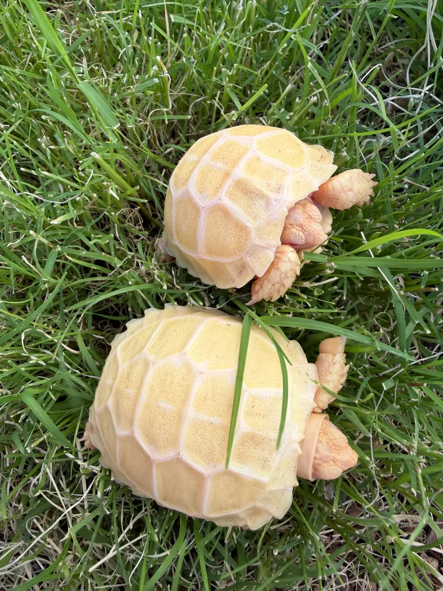 albino sulcata kaplumbağaları