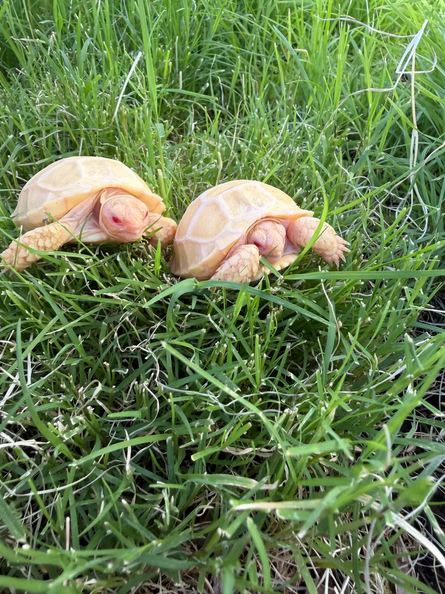 albino sulcata kaplumbağaları