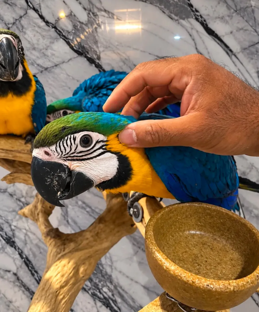 Aras azules y amarillos