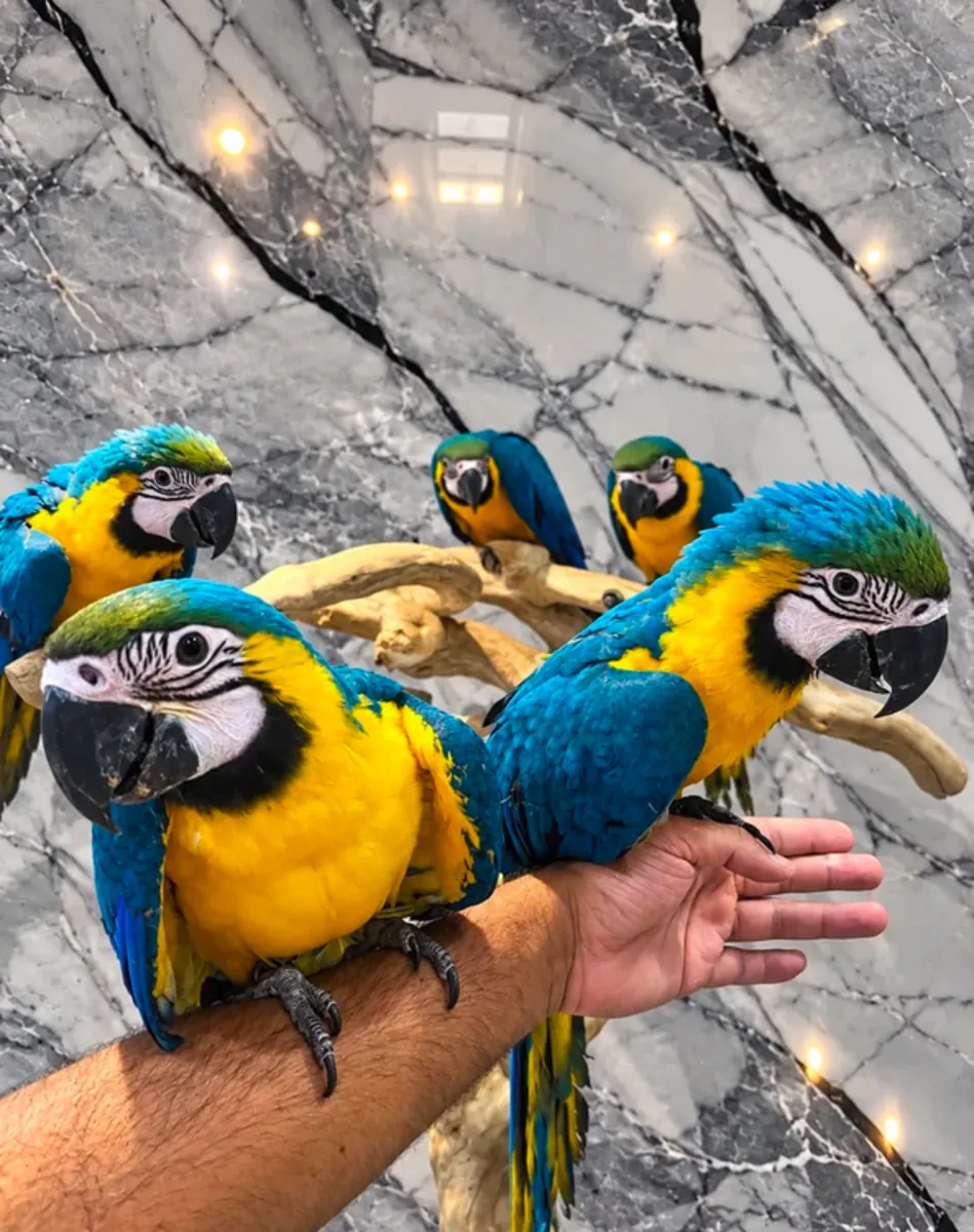 Aras azules y amarillos