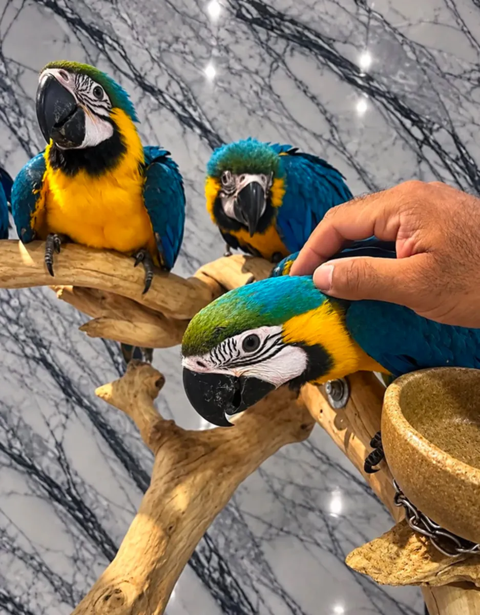 Aras azules y amarillos