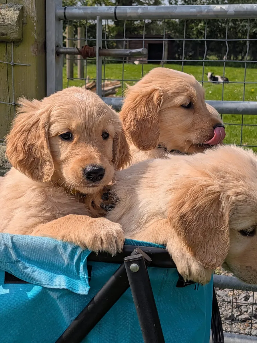 magnifiques chiots Golden Retrieve