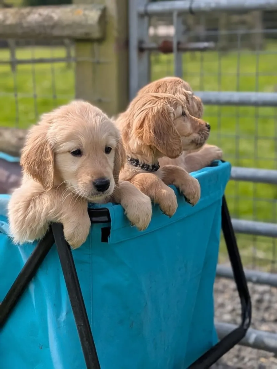magnifiques chiots Golden Retrieve