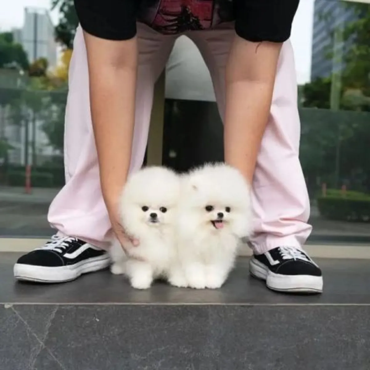 Lovely pomeranian puppies for adoption WhatsApp +447393160284