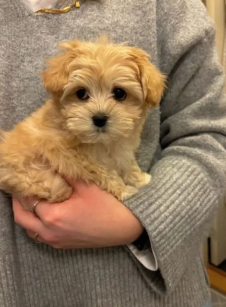 My little joy maltipo qant a good home WhatsApp +447393160284