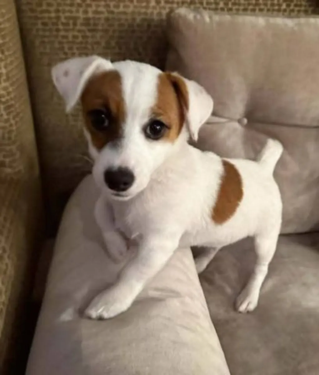 Jack russell puppy for sale  WhatsApp +447393160284