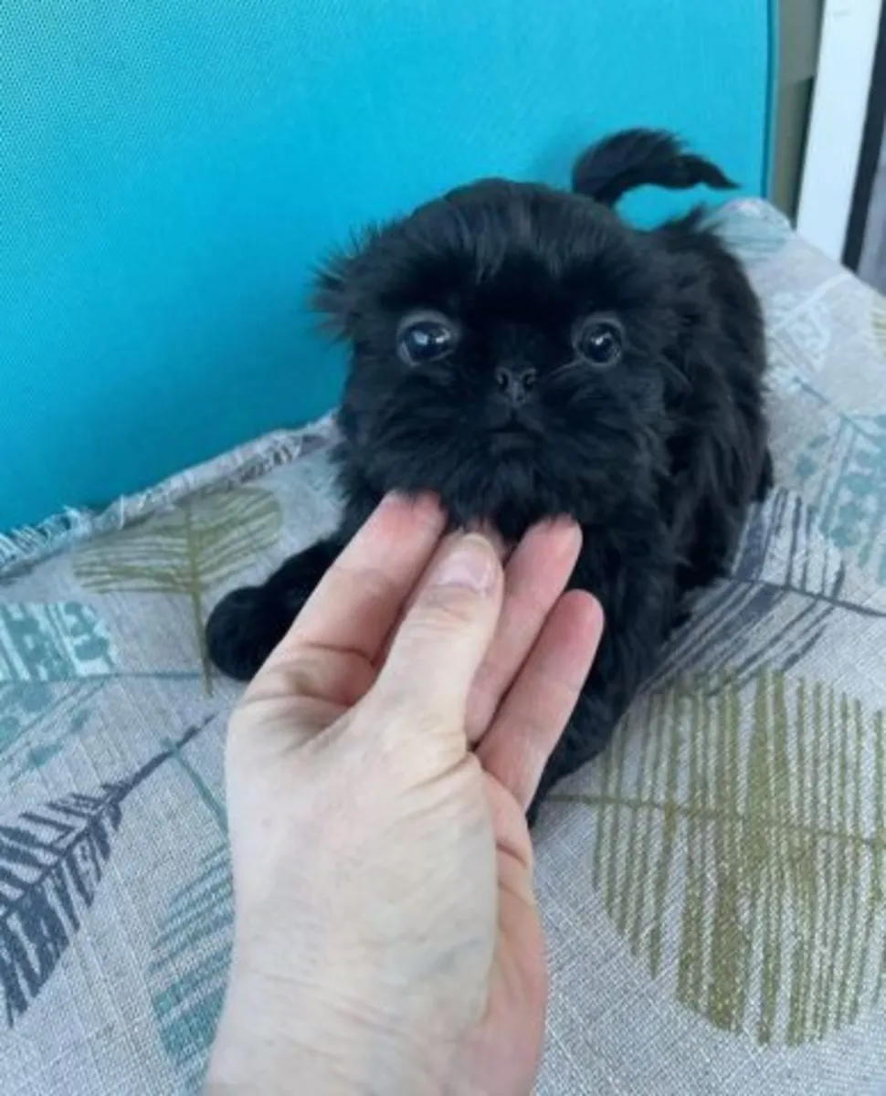 Sweet black shihtzu puppy for sale WhatsApp +447393160284
