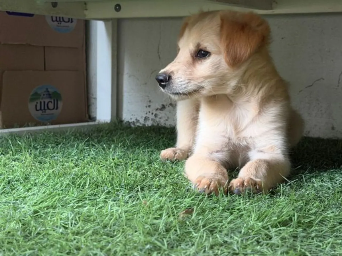 Golden Retriever dog for sale WhatsApp +447393160284