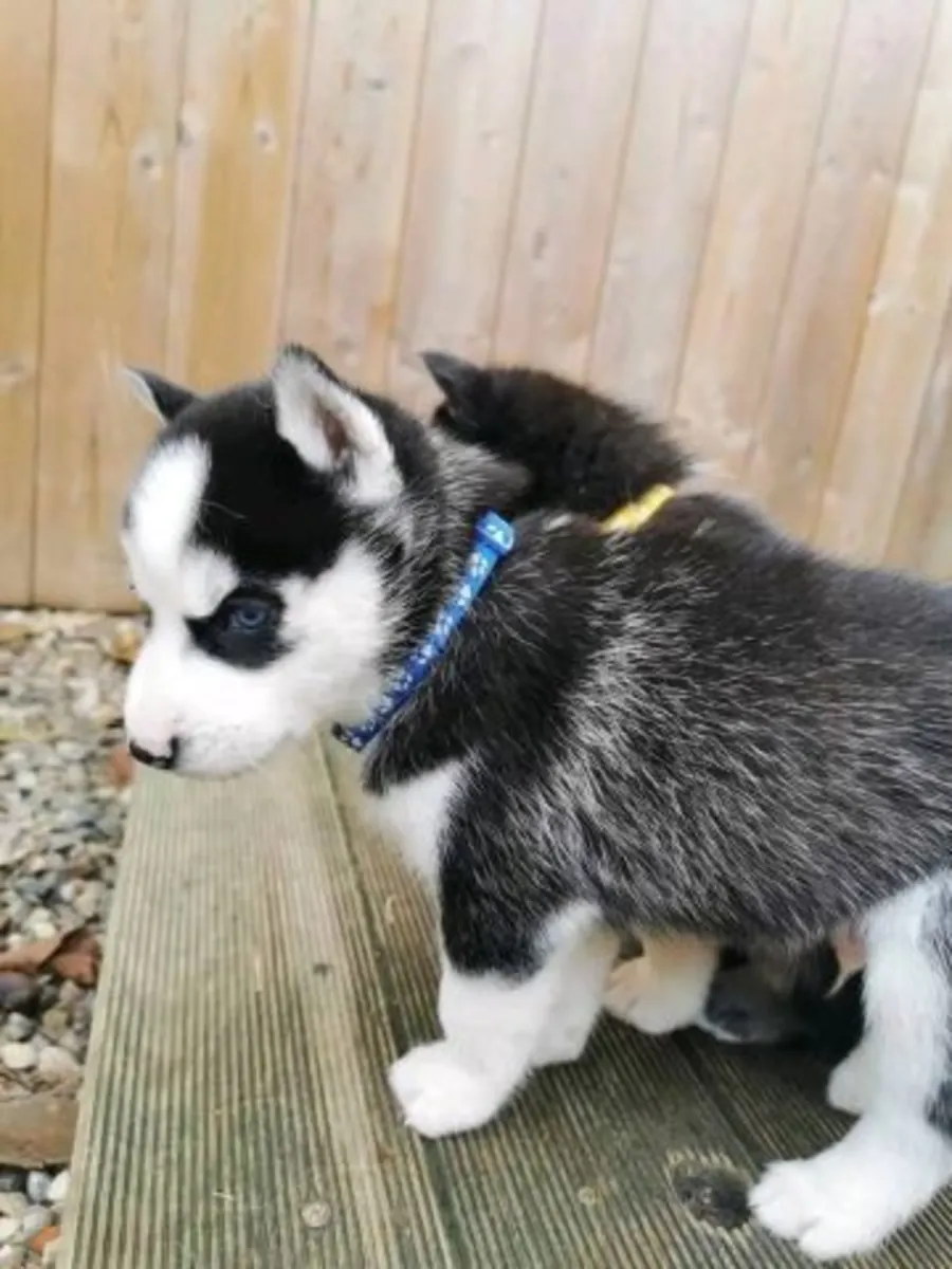 Pedigree Siberian Husky Puppies WhatsApp +447393160284