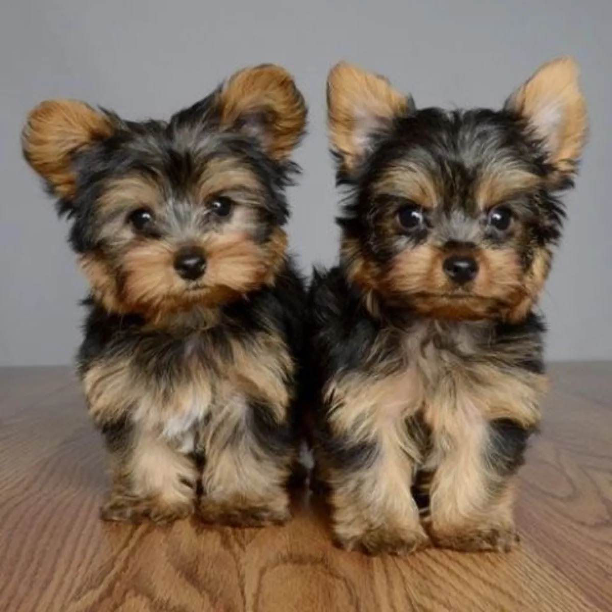 Purebred tiny yorkie puppies WhatsApp +447393160284