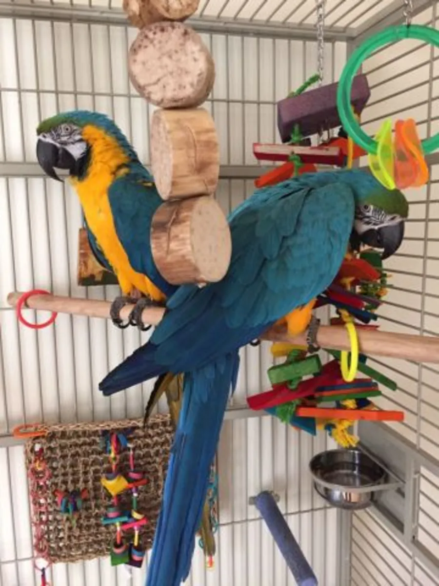 Tamed blue and gold macaw parrots WhatsApp +447393160284