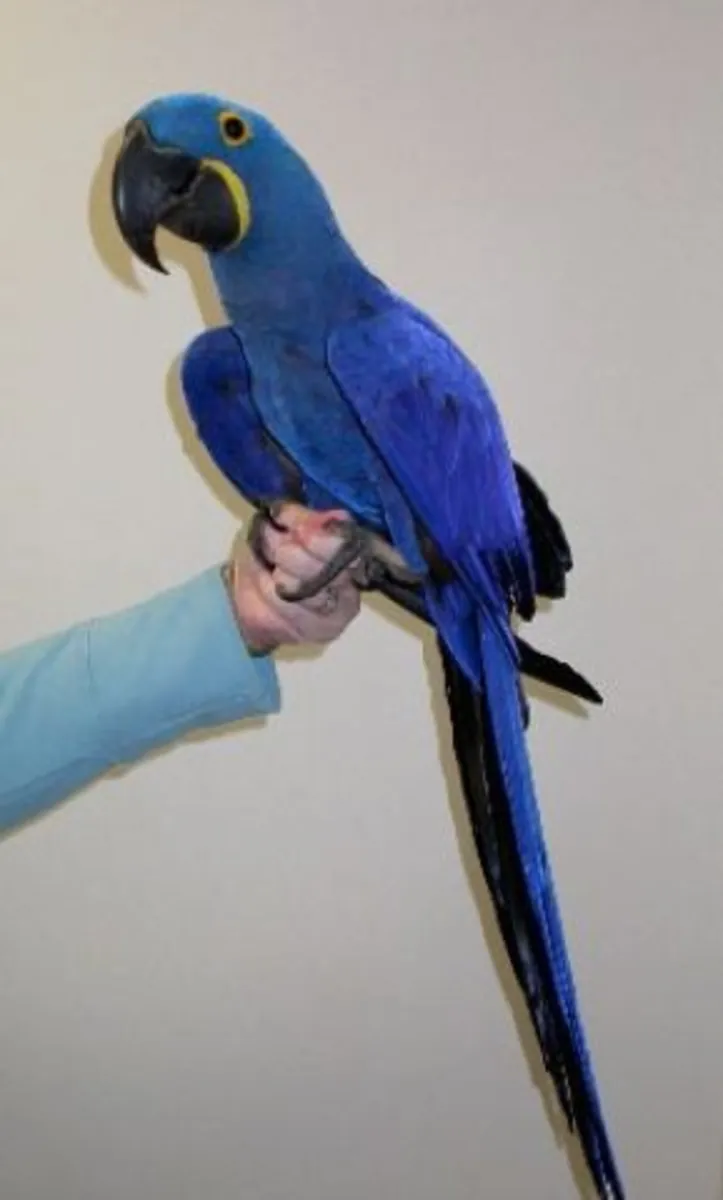 A bonded pair of hyacinth macaw WhatsApp +447393160284