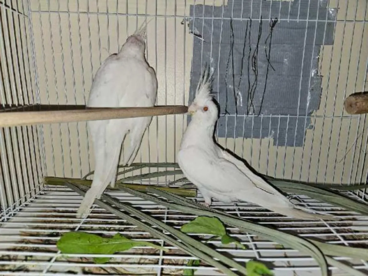 Pair of albino cockatiels WhatsApp +447393160284