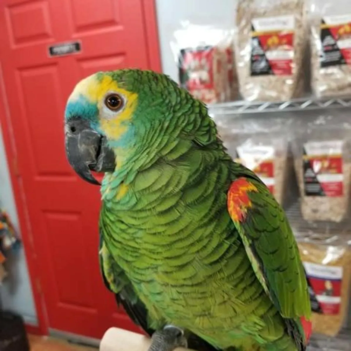 Amazon Parrot -WhatsApp +447393160284