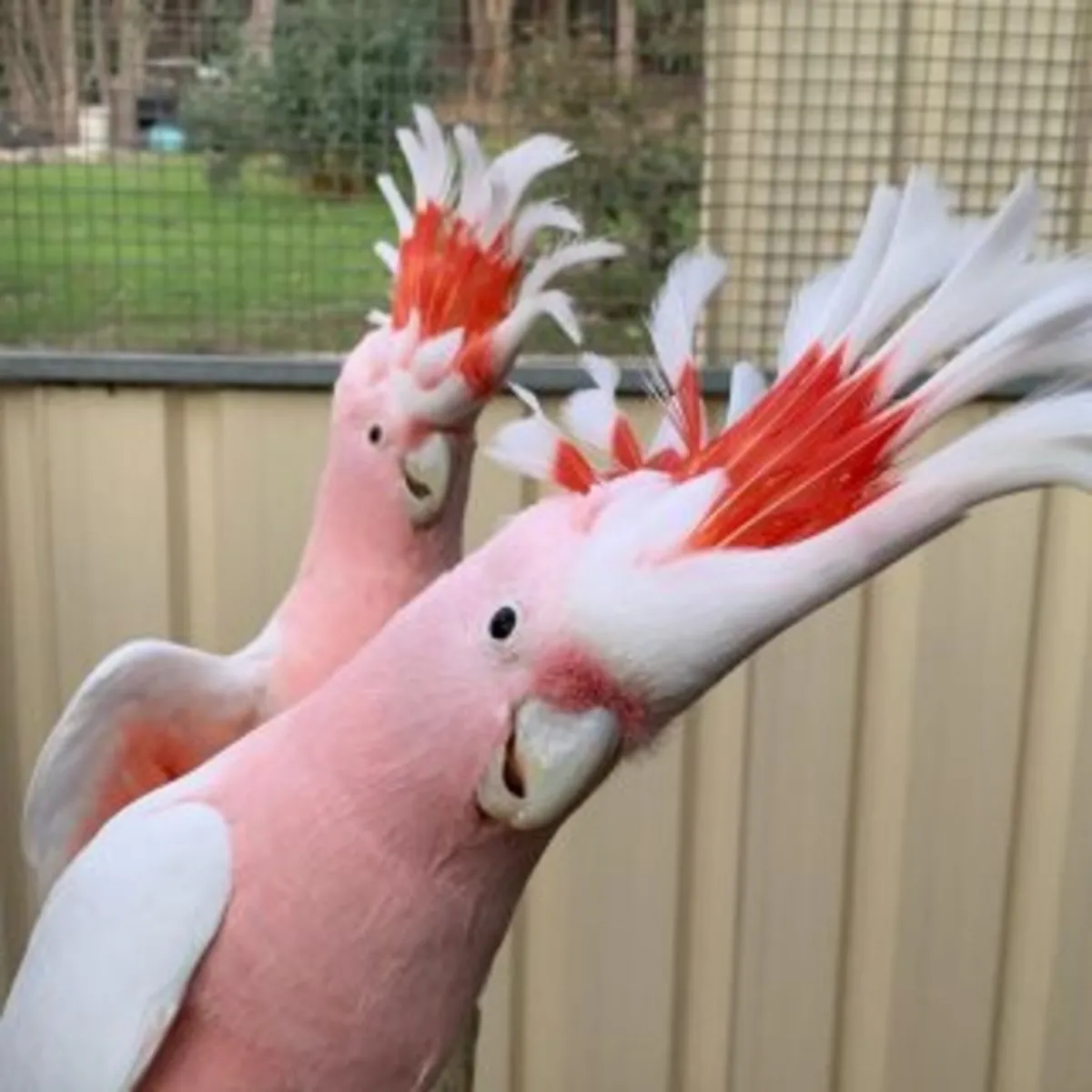 major mitchell's cockatoo available WhatsApp +447393160284