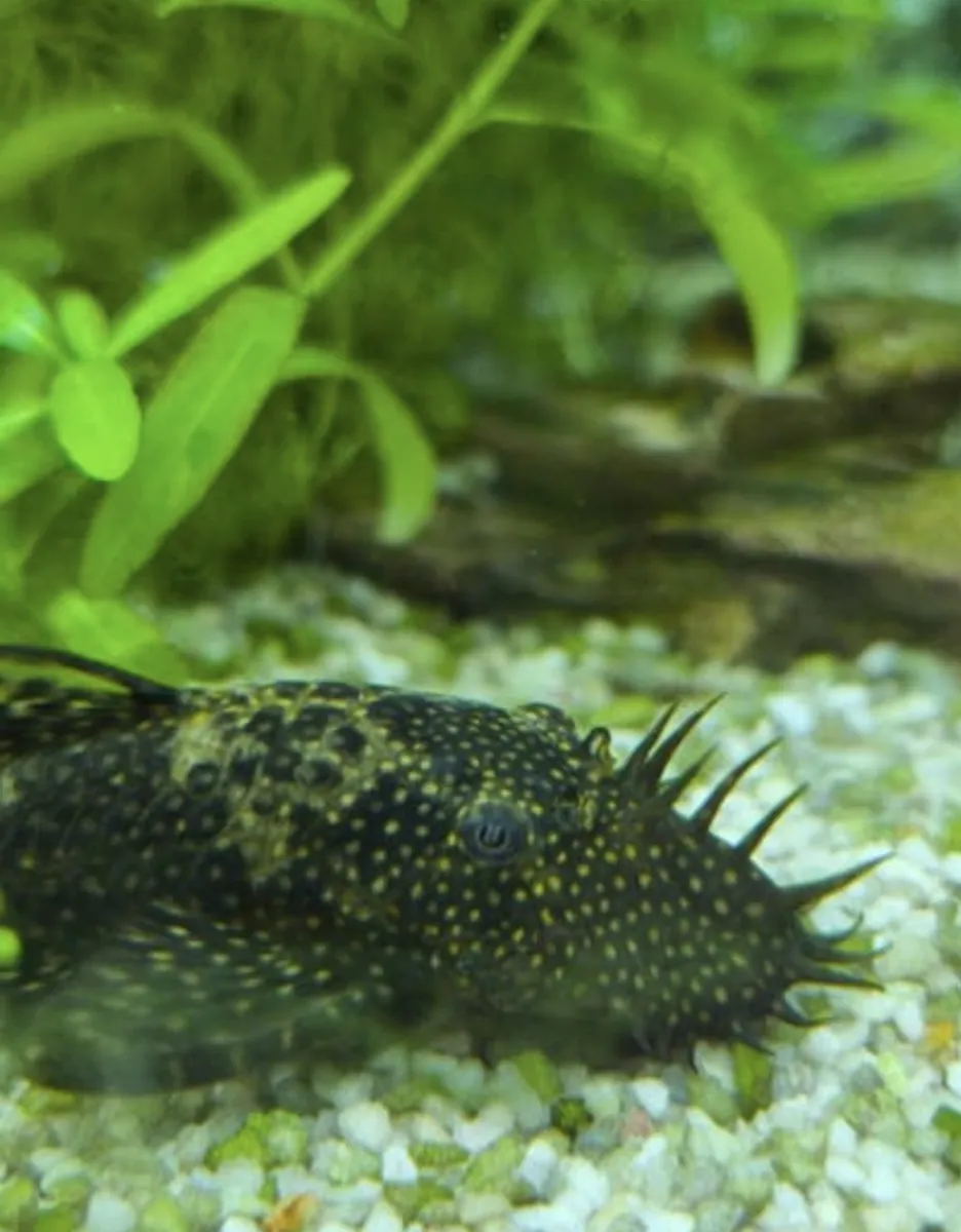 Des alevins d'ancistrus de différentes tailles sont disponibles.