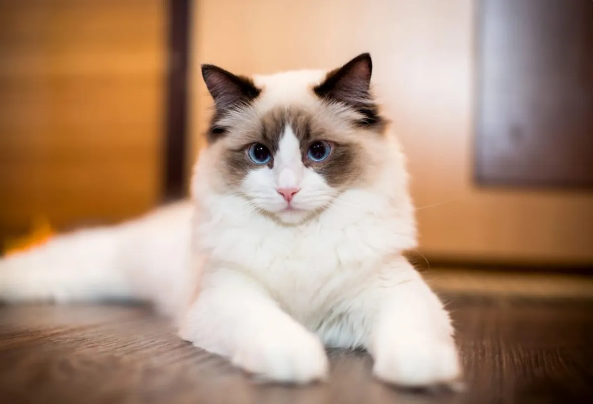 Nous souhaitons faire reproduire notre chat Ragdoll de 2 ans.