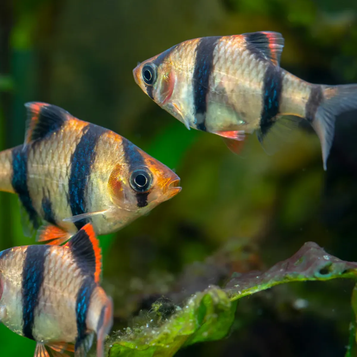 Ceux qui souhaitent assortir leur poisson, contactez-nous.