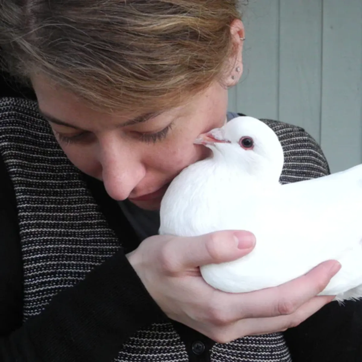 Обученный и здоровый почтовый голубь