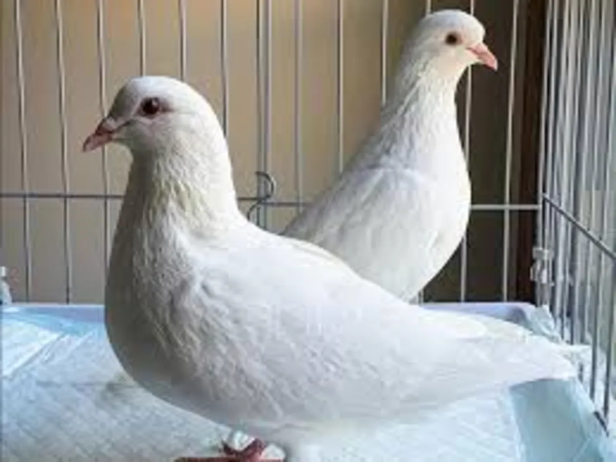 Paloma mensajera entrenada y sana