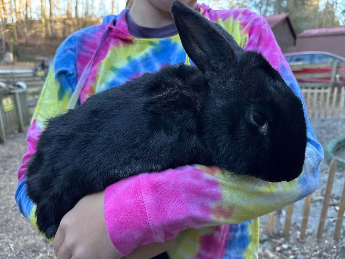 göründüğünden daha büyük rabbit ve çok tatlı