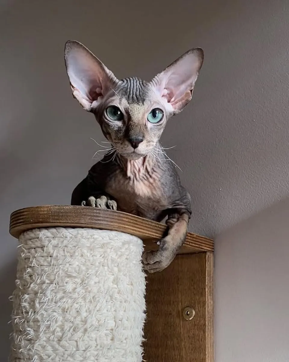 Tüysüz Güzellik Peterbald Yuva Arıyor!