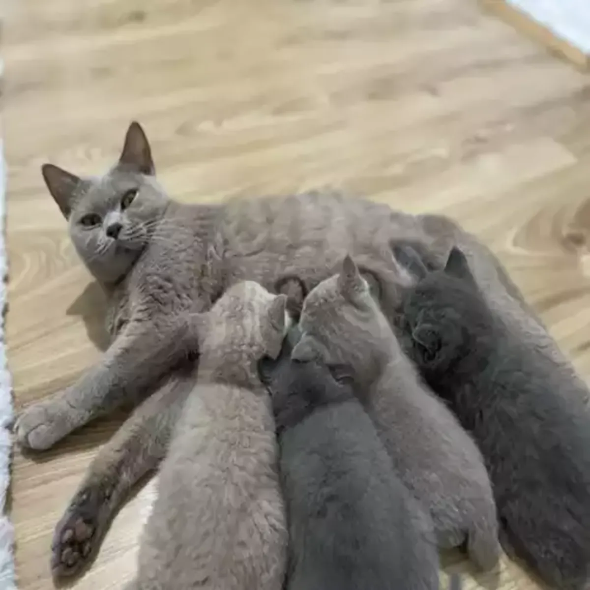 Gatito británico de pelo corto con pelaje suave