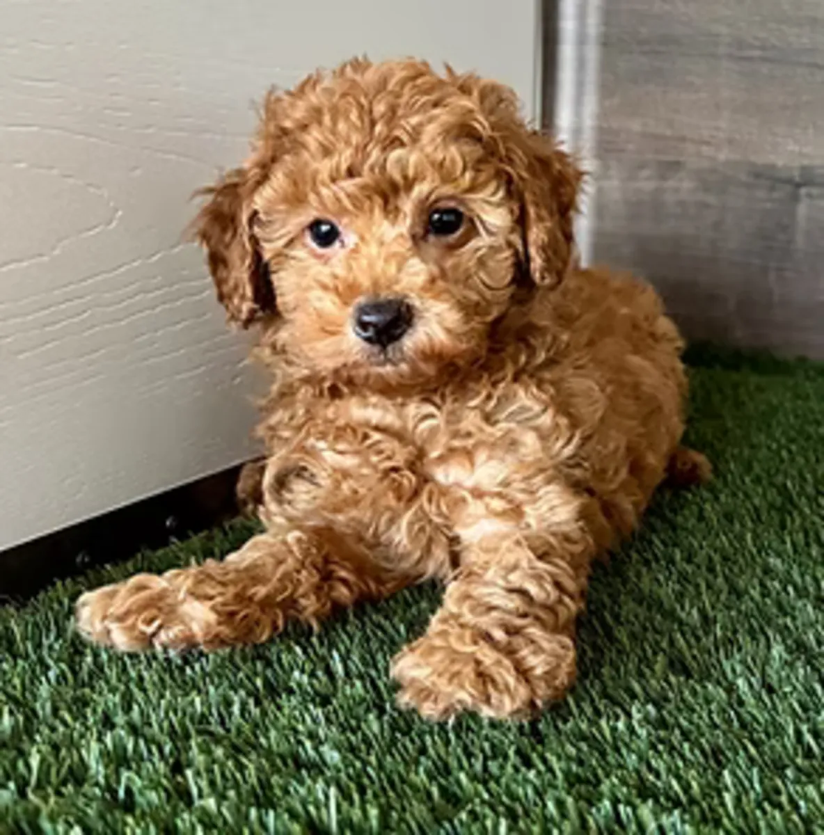 Buscando un compañero de raza pura para mi caniche toy hembra de 2 años