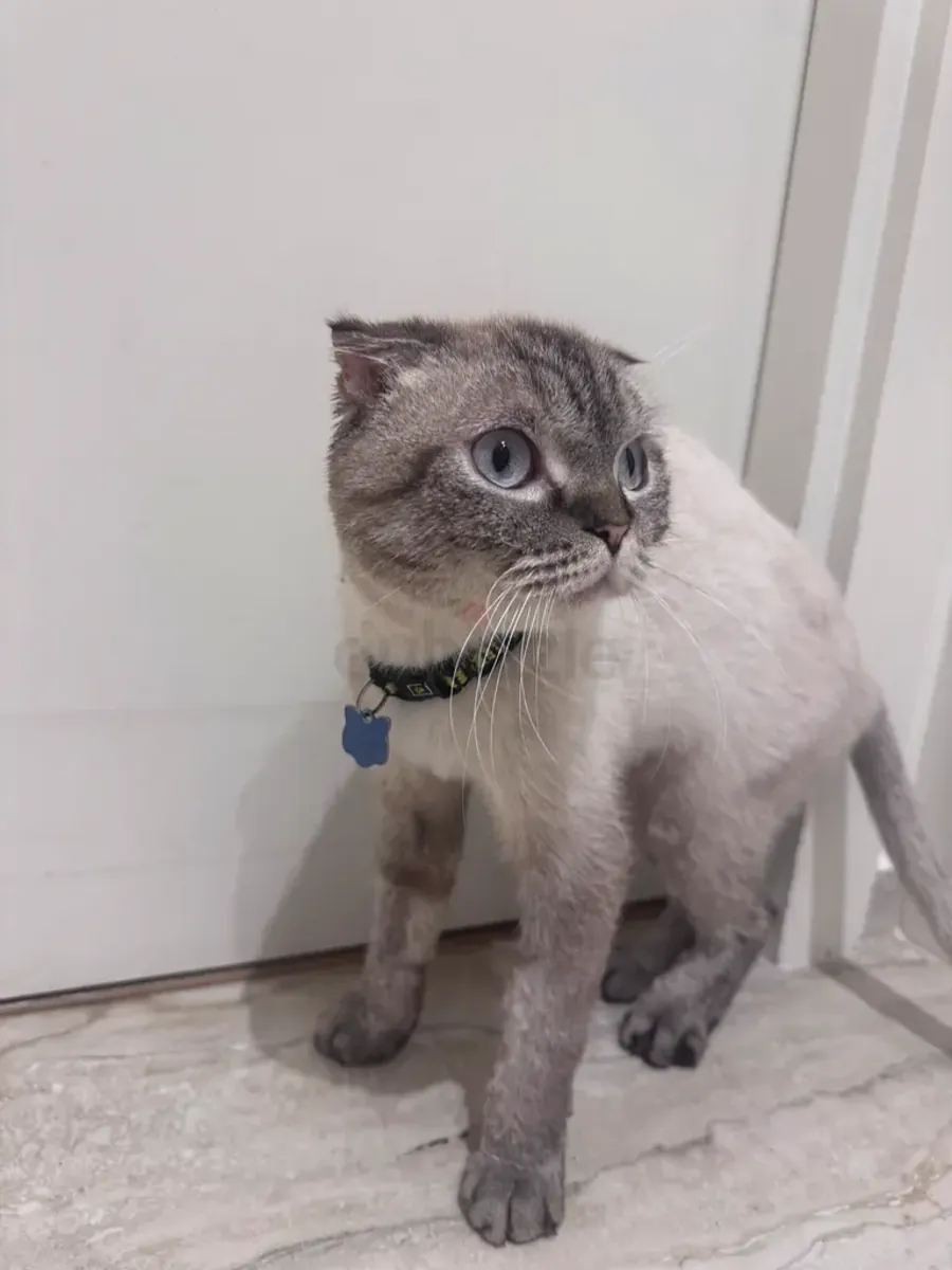 Scottish Fold de 3 años desaparecido en Nueva York – Atención a quien lo vea