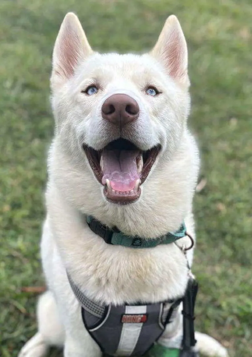 Kayıp Husky! Lütfen Sevgili Köpeğimizi Eve Getirmemize Yardımcı Olun