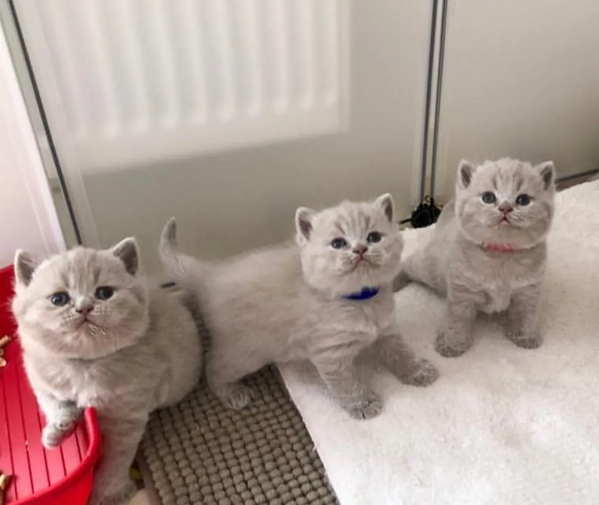 Gorgeous kittens Ready Now