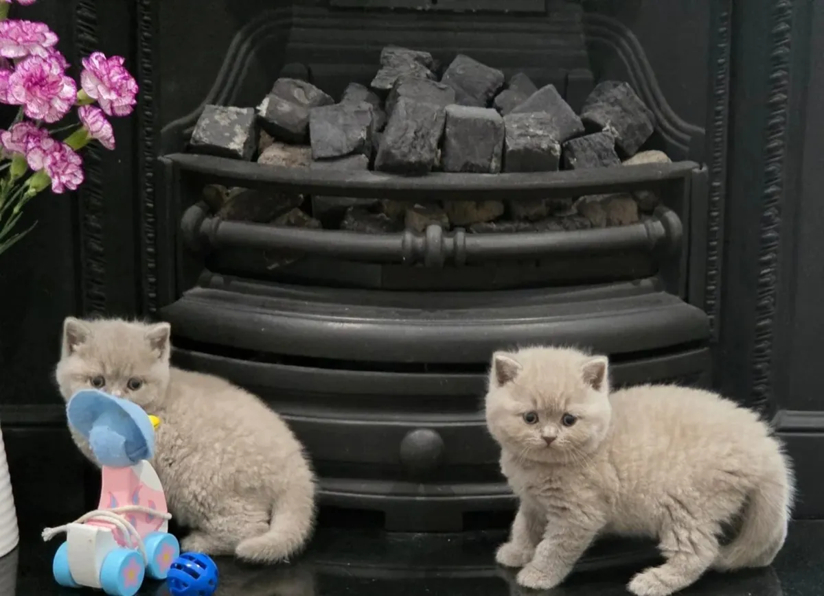 Adorable Plush-Coated British Shorthair Kittens