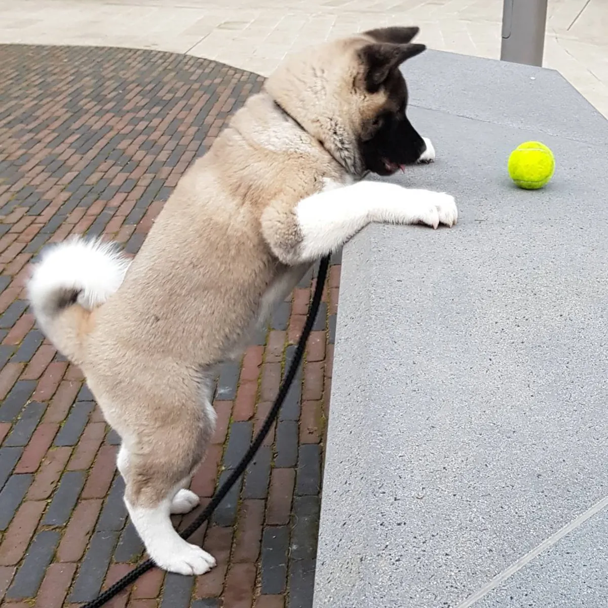 秋田幼犬