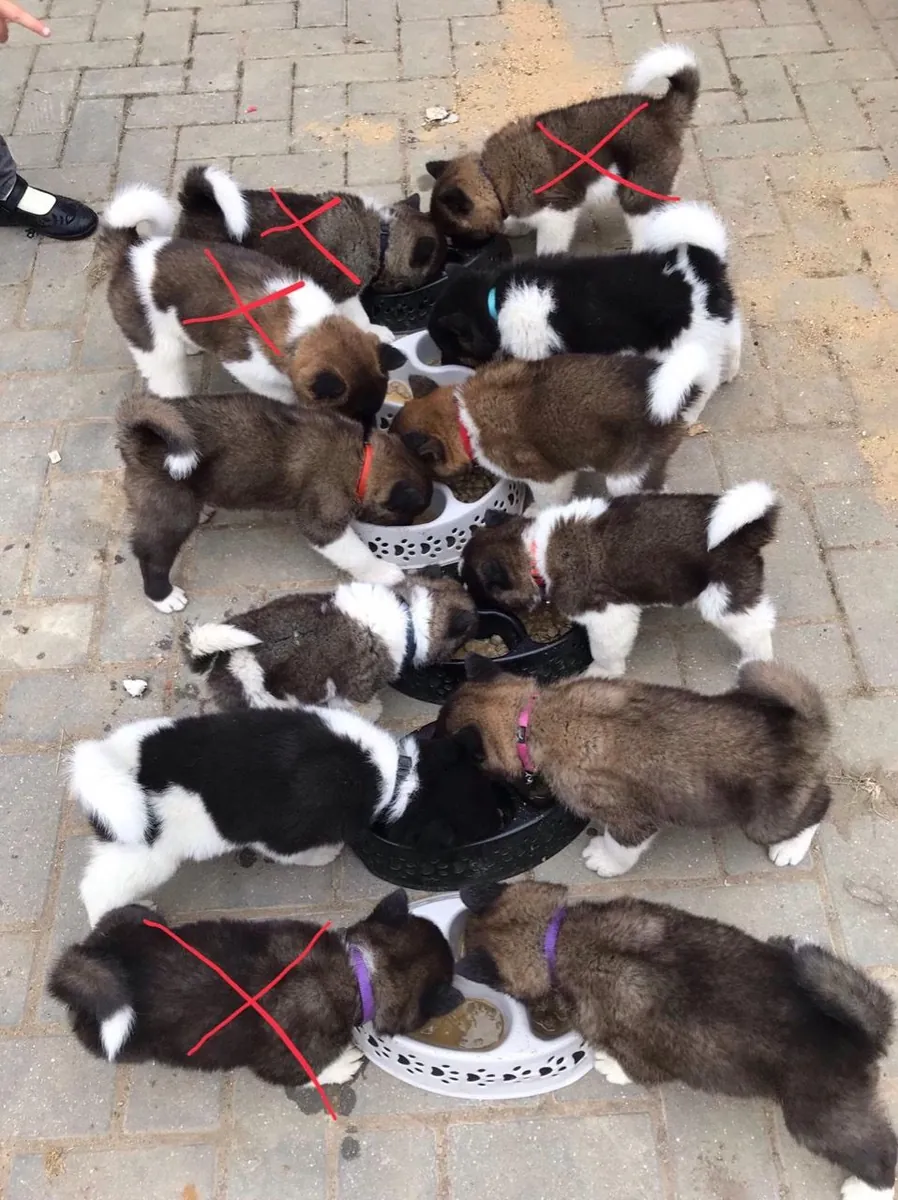 秋田幼犬