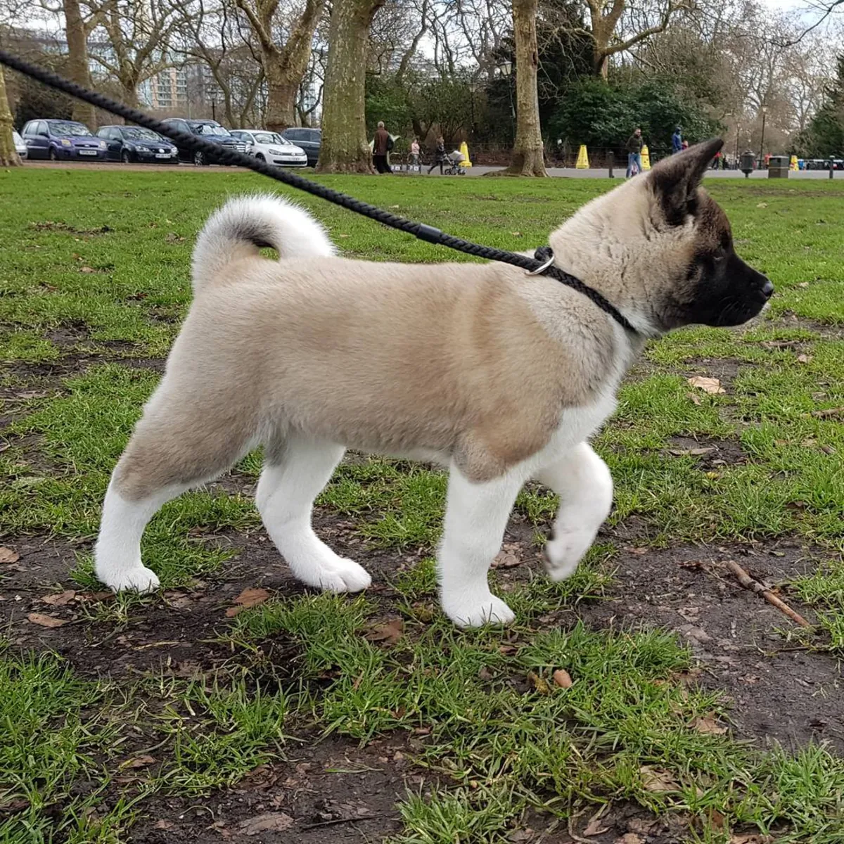 秋田幼犬