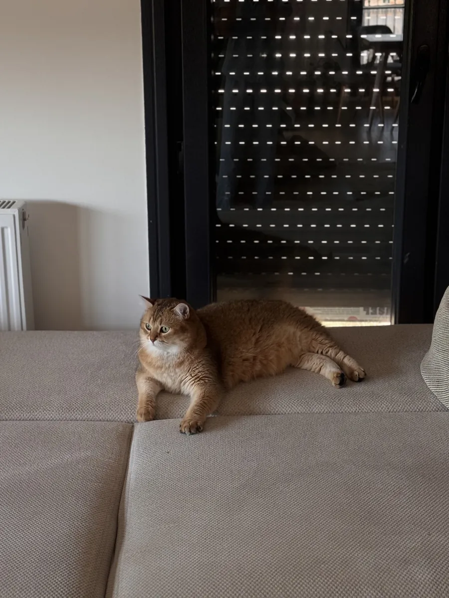 Lost British gold cat