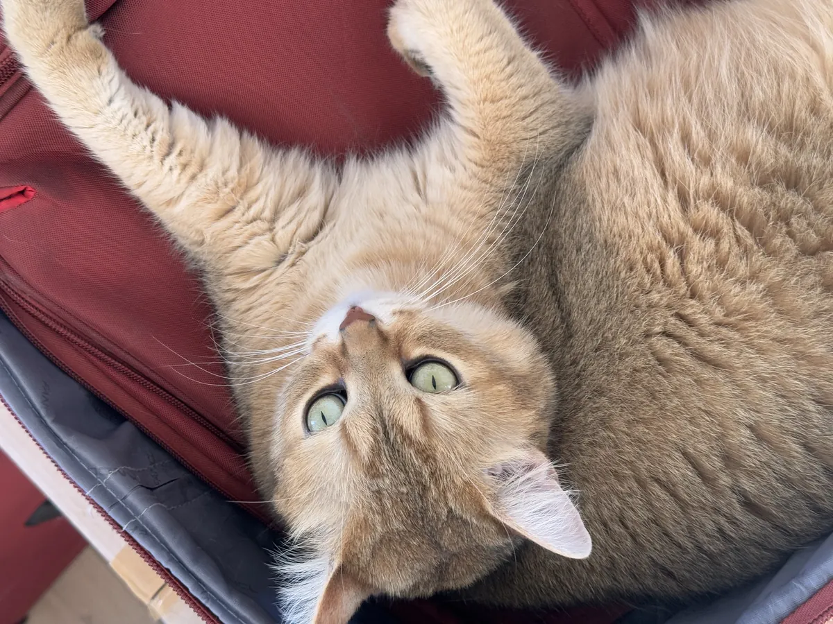 Lost British gold cat