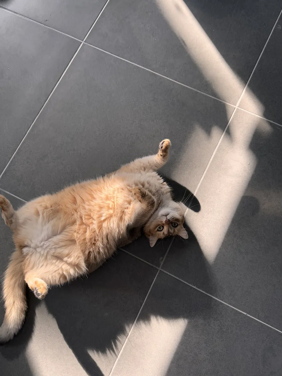 Lost British gold cat