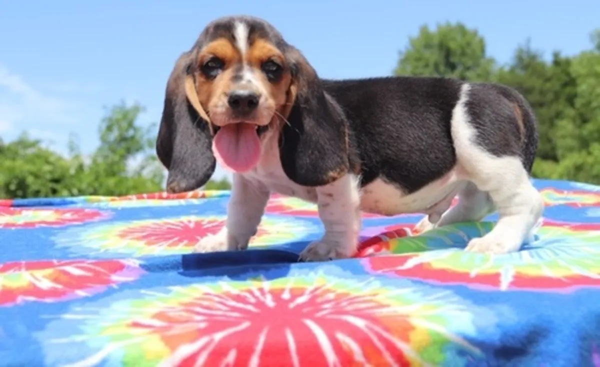 Cachorros de Basset Hound.