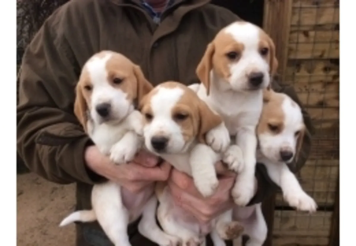 Preciosos cachorros de beagle