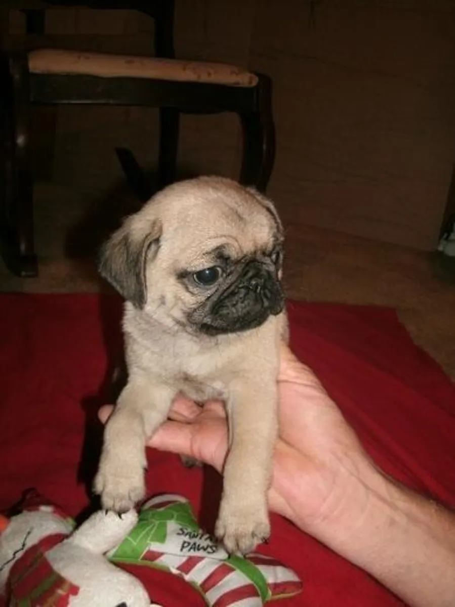 Cachorrita pug hembra excepcional. WhatsApp +447393160284
